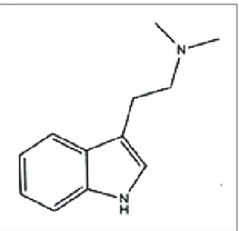 Figura 1: Estrutura química da N, N-dimetiltriptami- N-dimetiltriptami-na (DMT)