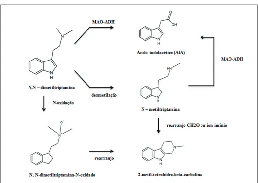 Figura 2: Vias metabólicas da N, N-dimetiltriptamina. MAO = monoamina oxidase; ALDH = aldeído-desi- aldeído-desi-drogenase.
