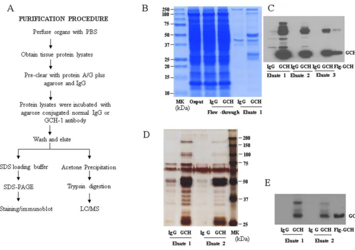 Figure 1. Purification of GCH1 and its interacting proteins. (A) Flow chart showing the procedure for purification and characterization of GCH1 complexes from rat organ (brain, heart, liver and kidney)