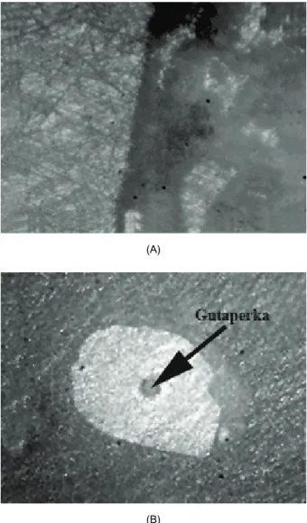 Figure 1. Starting sample: A – longitudinal section  and B – transversal section. 
