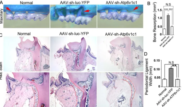 Fig 2. Bone resorption in experimental periodontitis was reduced by Atp6v1c1 knockdown