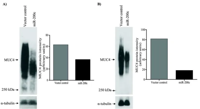 Figure 2.  miR-200c targets MUC4.  Lysates from (A) S2.028 and (B) T3M-4-miR-200c and respective vector control transfected cells were separated on SDS-Agarose gel electrophoresis, subjected to western blot using an anti-MUC4 antibody (left panels) and sig