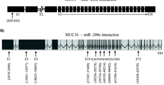 Figure 5.  Prediction of miR-200c interaction sites in MUC4 and MUC16 genes.  Possible miR-200c targeting regions in MUC4 and  MUC16  were  identified  by  using  the  RegRNA  MicroRNA  target  prediction  web  server  (http://regrna.mbc.nctu.edu.tw/