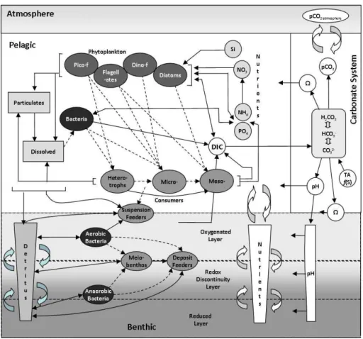 Fig. 2. Pelagic and benthic components of the ERSEM Model.