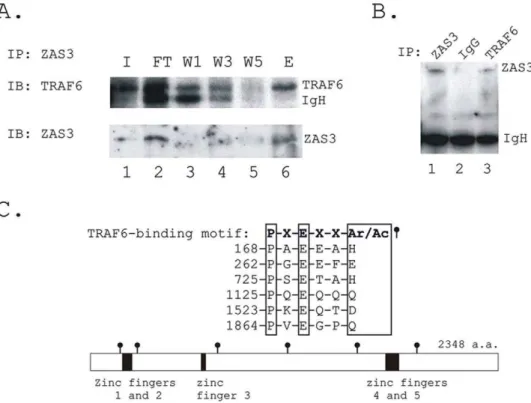 Figure 7. ZAS3 associates with TRAF6. (A) RAW264.7 cells were incubated with sRANKL (50 ng/ml) for 2 days and immunoprecipitation (IP) experiment was performed