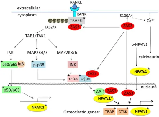Figure 8. Molecular targets of ZAS3 in RANK signaling. Shown is a schematic diagram depicting the multiple targets of ZAS3 involved in the regulation of RANK signaling, important for osteoclastogenic differentiation and function