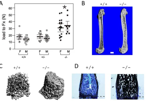 Figure 1. The bones of adult ZAS3 knockout mice have increased bone strength, thickness, and mineralization