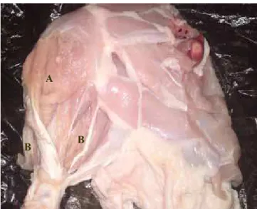 Fig. 5: left leg of local cock showing A- The first and B-  Second layer of muscles. 