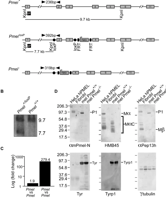 Figure 1. Strategy for the generation and validation of Pmel 2/2 mice. (A) Schematic representation of the Pmel + , Pmel loxP , and Pmel 2 alleles.