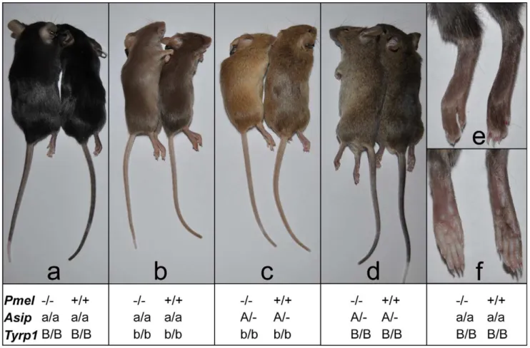 Figure 6. Phenotypic effects on pigmentation of the Pmel 2/2 genotype on four different genetic backgrounds