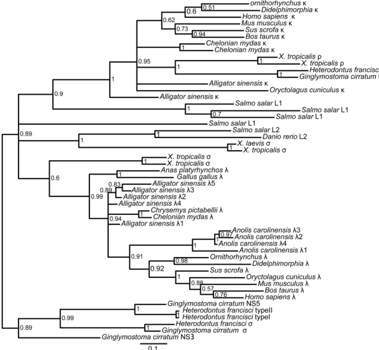 Fig 5. Phylogenetic analysis of the IgL chain C genes in jawed vertebrates. The phylogenetic tree was constructed using C domains