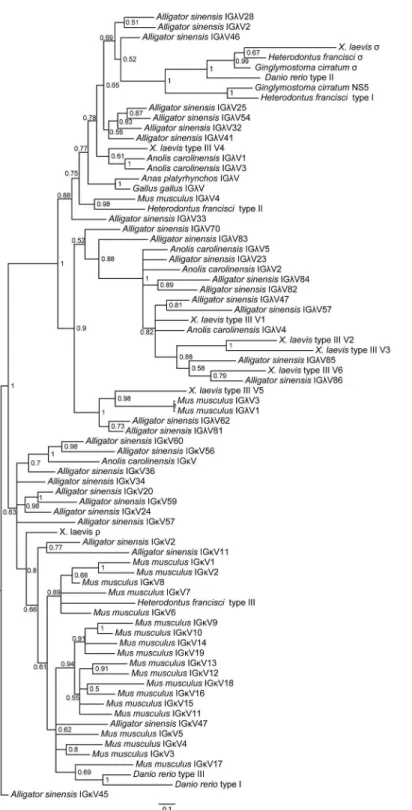 Fig 6. Phylogenetic analysis of the IgL chain V genes in jawed vertebrates. The phylogenetic tree was constructed using V domains