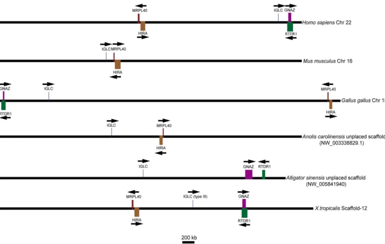 Fig 7. Chromosomal locations of the λ genes in different species and type III genes in X
