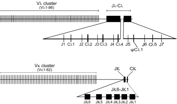 Fig 1. Schematic map of the Alligator sinensis immunoglobulin light chain gene loci. (A) Schematic map of the Alligator sinensis immunoglobulin light chain λ gene loci