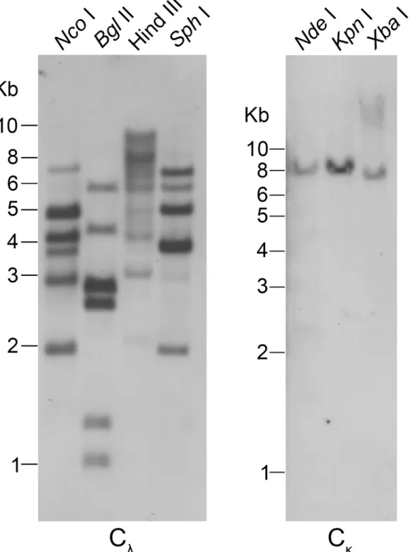 Fig 2. Southern blotting detection of the Alligator sinensis Ig light chain C gene segments
