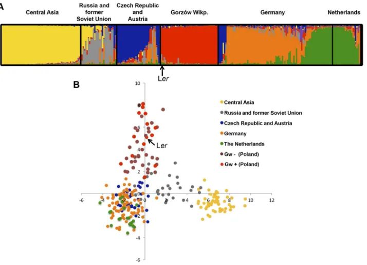 Figure 5. Gorzo´w population structure. Estimated population structure (A) and principal component analysis, PCA (B), derived from the analysis of 149 genome-wide SNP in genetically distinct individuals in the Gorzo´w population (n = 44) and accessions fro