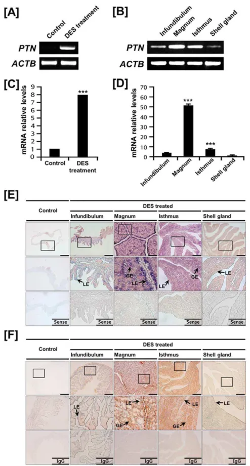 Figure 3. Effect of DES on tissue- and cell-specific expression of PTN in the chicken oviduct