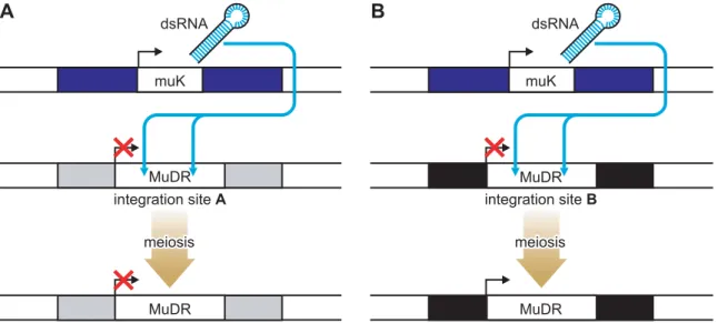 Figure 1. Locus-Specific Reactivation of the MuDR Transposon. When MuDR and Muk are both present in one plant, the MuDR elements become epigenetically silenced as a result of a long hairpin RNA molecule produced from Muk that acts in trans to initiate DNA 