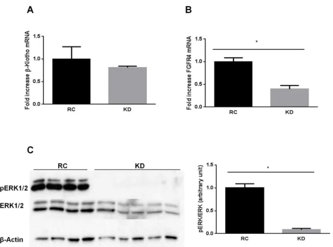 Fig 1. Ketogenic diet (KD) impairs FGF21 signaling in the liver. A) KD does not modify Klb (β-Klotho) mRNA expression, but downregulates B) Fgfr4 mRNA expression, with a subsequent reduction of C) phospho-ERK1/2 protein levels