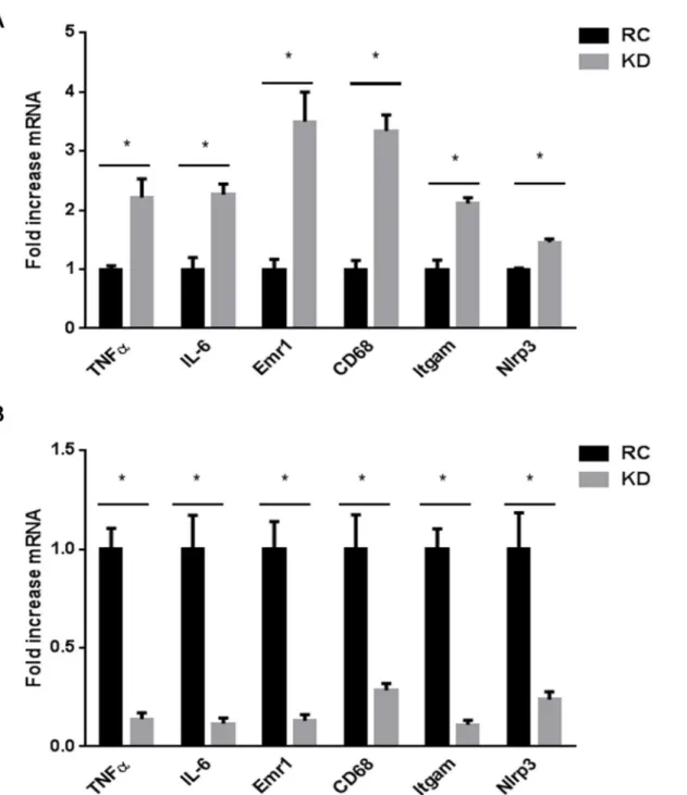 Fig 3. Ketogenic diet (KD) promotes inflammation in the liver while preventing it in epididymal white adipose tissue