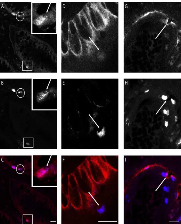 Fig 4. Confocal images of double immunofluorescence staining of crypts of Lieberkühn in ileum mucosa