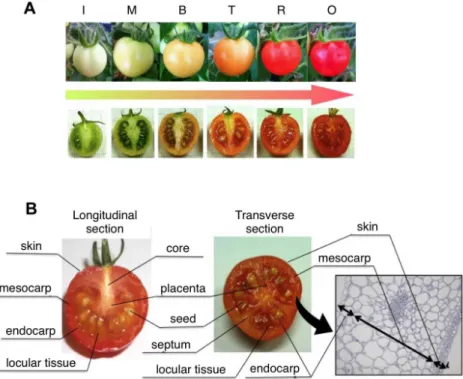 Figure 1. Preparation for tissue-specific analysis. A, The fruit ripening stages of cv