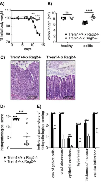 Figure 3. Trem1 2/2 x Rag2 2/2 mice are protected from a CD4 + T cell-induced colitis