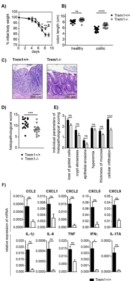 Figure 5. Attenuated dextran sodium-sulfate (DSS)-induced colitis in Trem1 2/2 mice. Colitis was induced in Trem1 +/+ and Trem1 2/2 mice by administration of 3% DSS in the drinking water for 5 days, followed by 4 days on regular tap water