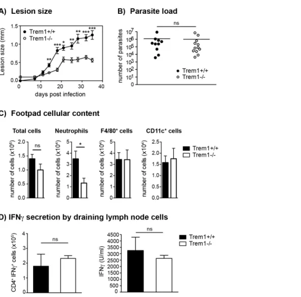 Figure 6. Trem1 2/2 mice develop smaller inflammatory lesions and show decreased cellular infiltrates at L