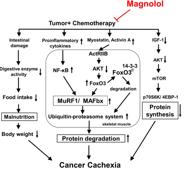 Fig 6. The proposed schematic diagram of signaling pathways for the anti-cachectic activity of magnolol
