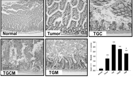 Fig 2. Effects of magnolol on intestinal damage and digestive enzyme dysfunction. The morphological changes in intestinal structure and the grading score were evaluated (A)