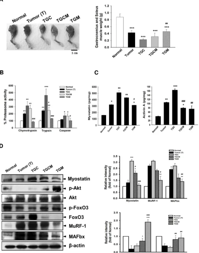 Fig 3. Effects of magnolol on muscle atrophy, proteasome activity and atrogenic gene expression