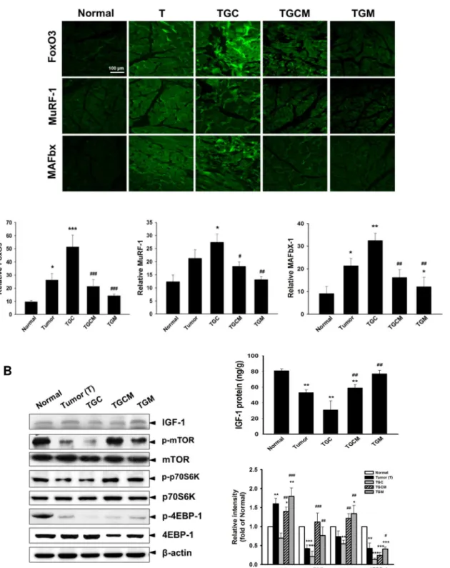 Fig 4. Effects of magnolol on atrogenic gene expression and IGF-1-regulated protein synthesis signaling