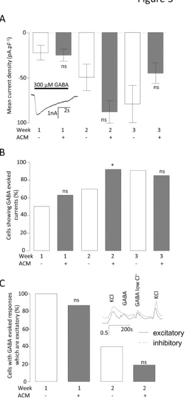 Figure 5.  Effect of ACM on GABA A  function.  A. Bar graph comparing the mean GABA-evoked current densities (V h  = -70mV) for control  medium-  and  ACM-treated  neurons