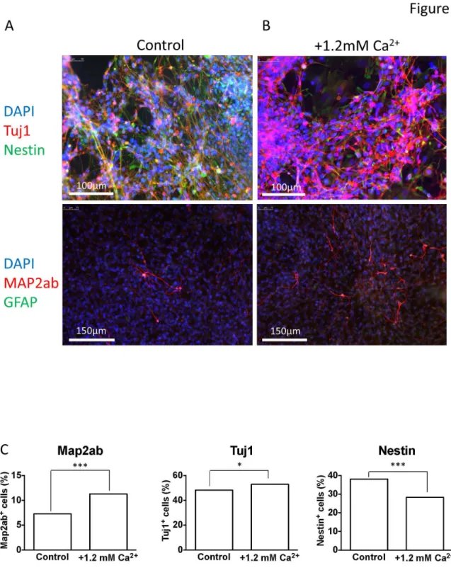 Figure 8.  Immunofluorescent staining of cells differentiated in control and high Ca 2+  media