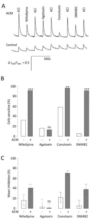 Figure 4.  Effect of ACM on functional expression of voltage-activated Ca 2+  channels