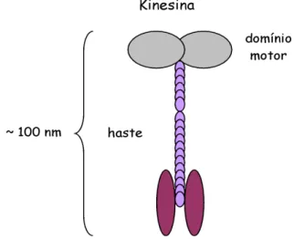 Figura 1 - Representa¸c˜ ao esquem´ atica de uma prote´ına motora da fam´ılia da Kinesinas.