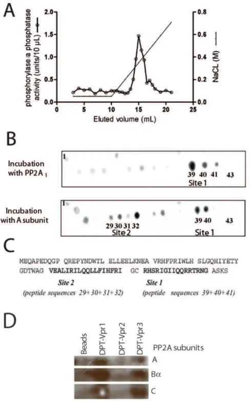 Figure 1. Analysis of HIV-1 Vpr and PP2A1 interaction. (A) 16 mg of PP2A1 holoenzyme purified from pig brain was loaded on a 1 mL HIV-1 strain 89.6-Vpr-T-agarose column equilibrated in buffer C (25 mM TrisHCl pH 7.4, 50 mM NaCl, 0.1 mM EDTA)