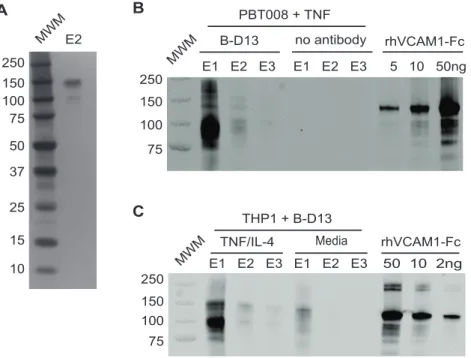 Figure 4. The B-D13 antibody recognizes VCAM-1, not IL13R a 2. (A) Silver stain gel of the second elution (E2) from the B-D13 immunoprecipitation of PBT008 stimulated overnight with TNF