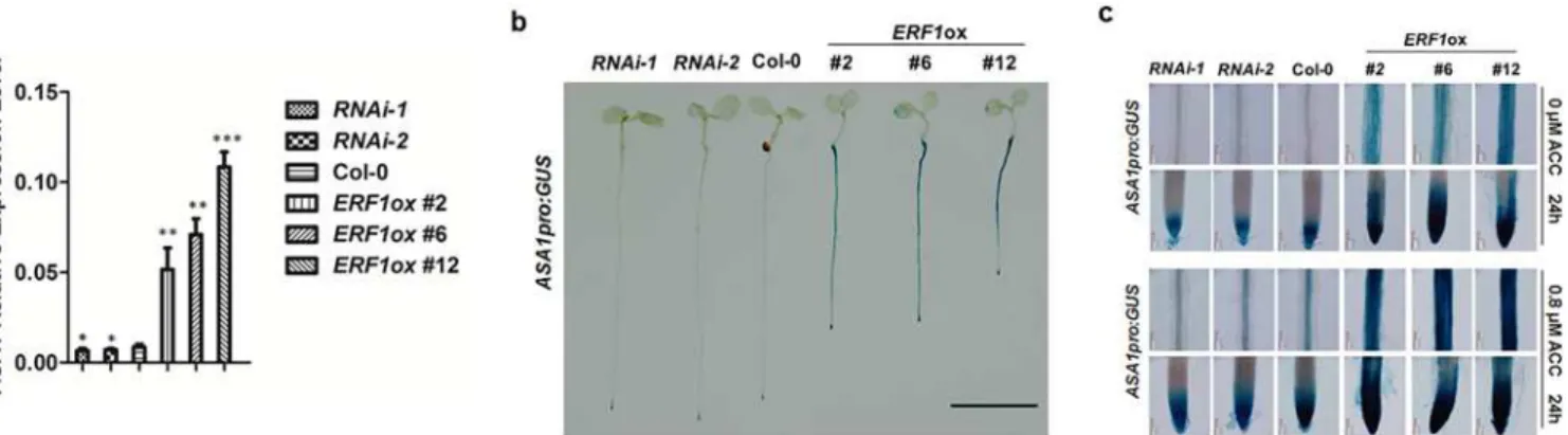 Fig 5. ERF1 up-regulates the expression of ASA1 in roots. (a) Transcript levels of ASA1 in 5-day-old Col-0, ERF1 knockdown (RNAi-1, RNAi-2), and overexpression (ERF1ox #2, ERF1ox #6, ERF1ox #12) seedlings
