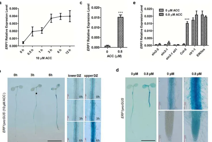 Fig 1. ERF1 expression is responsive to ethylene. (a) Ethylene-induced ERF1 expression in wildtype