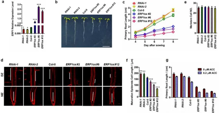 Fig 2. Role of ERF1 in ethylene-mediated inhibition of primary root elongation. (a-c) Primary root phenotypes of ERF1 knockdown (RNAi-1, RNAi-2) and overexpression (ERF1ox #2, ERF1ox #6, ERF1ox #12) transgenic lines