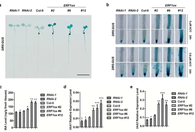 Fig 3. ERF1 enhances auxin accumulation in roots. (a) DR5:GUS expression in 5-day-old seedlings of Col-0,ERF1 knockdown (RNAi-1, RNAi-2) and overexpression lines (ERF1ox #2, ERF1ox #6, ERF1ox #12)