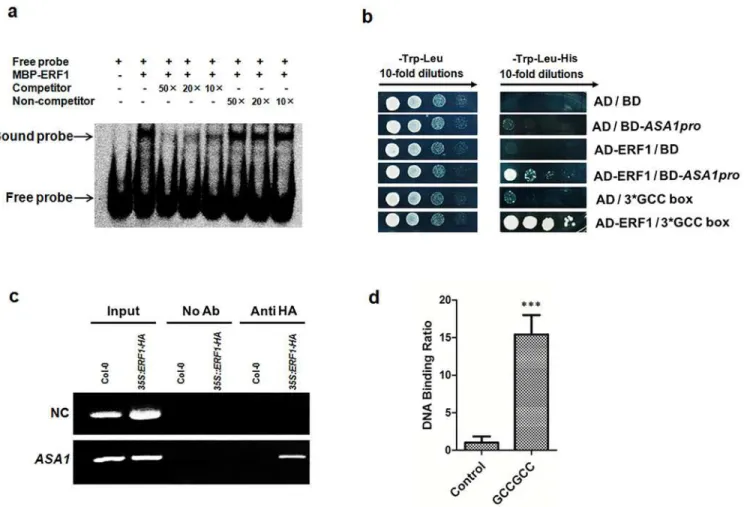 Fig 4. ERF1 directly binds to ASA1 promoter region in vitro and in vivo . (a) EMSA assay for binding to GCC-box sequence in the promoter of ASA1 by ERF1 protein in vitro