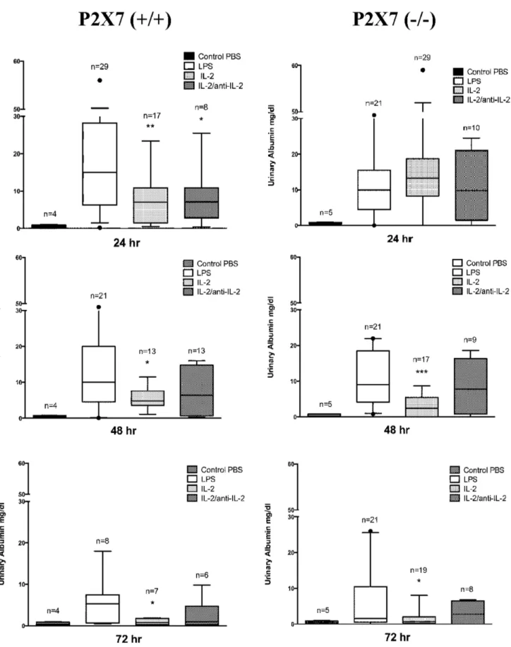 Figure 1. Proteinuria outcome in LPS mice. Urinary albumin levels were evaluated with immune-western after LPS (12 mg/Kg) treatment (24 hrs, 48 hrs and 72 hrs after treatment) in wild C57BL/6 and in P26 7 2/2 mice