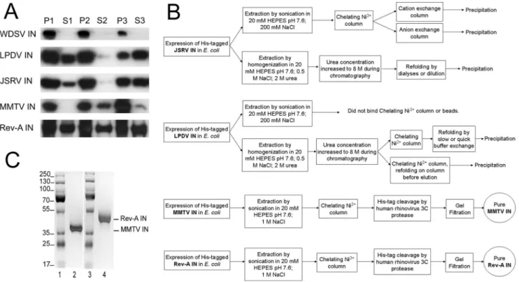 Figure 1. IN expression, extraction, and purification. (A) Fractions of bacterially expressed His 6 -tagged WDSV, LPDV, JSRV, MMTV, and Rev-A INs were visualized through western blotting
