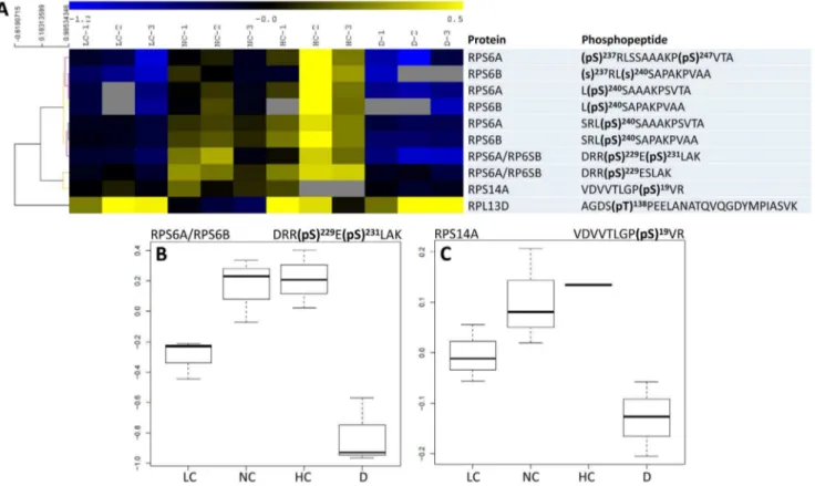 Figure 3. Phosphorylation pattern of ribosomal proteins. A, Heat map representation of the phosphorylation level of significant phosphopeptides (phosphorylated peptides that showed statistically significant changes with conditions)