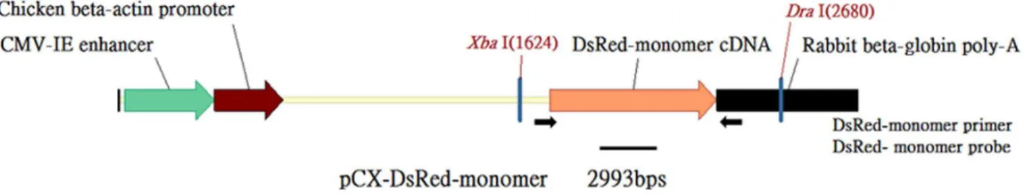 Figure 1. The DsRed-Monomer transgenic construct pCX-DsRed-Monomer. Arrows indicate the positions of the PCR DsRed primers