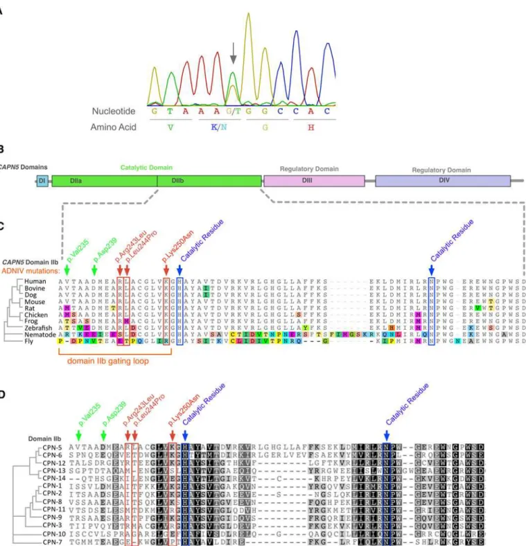 Fig 2. The CAPN5 gene harbors a novel mutation in exon-6. A. Chromatogram of proband showed a heterozygous c.750G &gt; T DNA sequence mutation (arrow) in exon 6 of CAPN5 