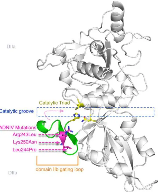 Fig 3. Protein structure modeling of calpain-5 and ADNIV mutants. A three dimensional model of the calpain-5 catalytic domain II was generated using calpain-9 (the closest sequence match) as a template